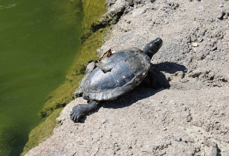 turtle with shell peeling
