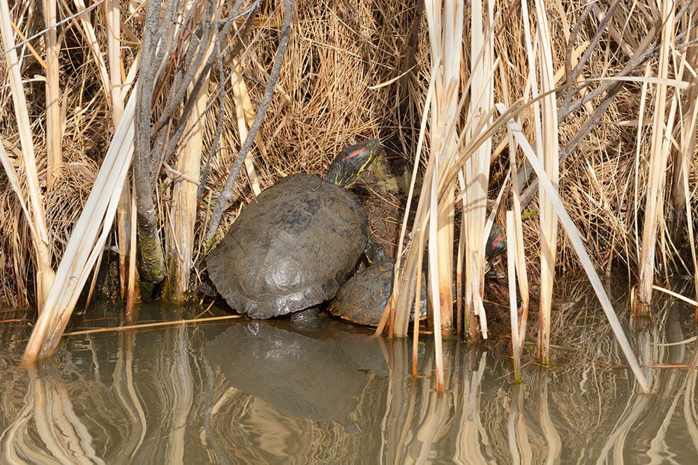 turtles during brumation
