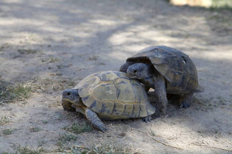 turtles mating outdoors