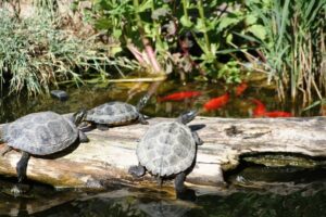 Do Turtles Eat Fish? How to Add Them to My Aquarium & Care Tips | The
