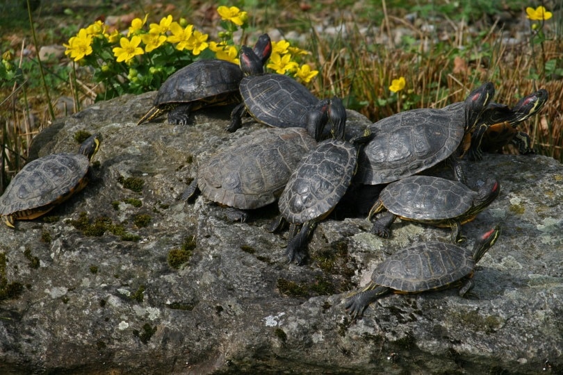 turtles playing_Piqsels