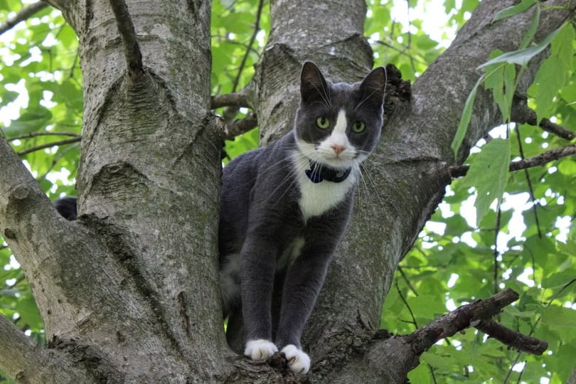 tuxedo cat in the tree