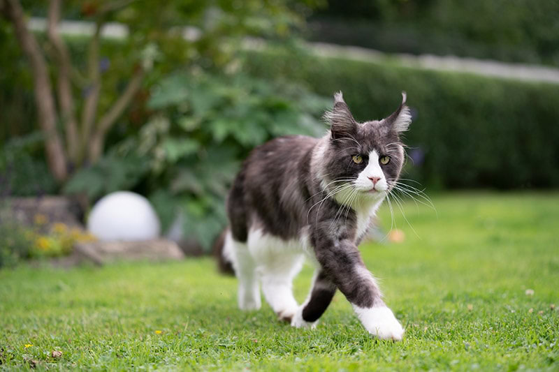 tuxedo maine coon cat walking in the garden