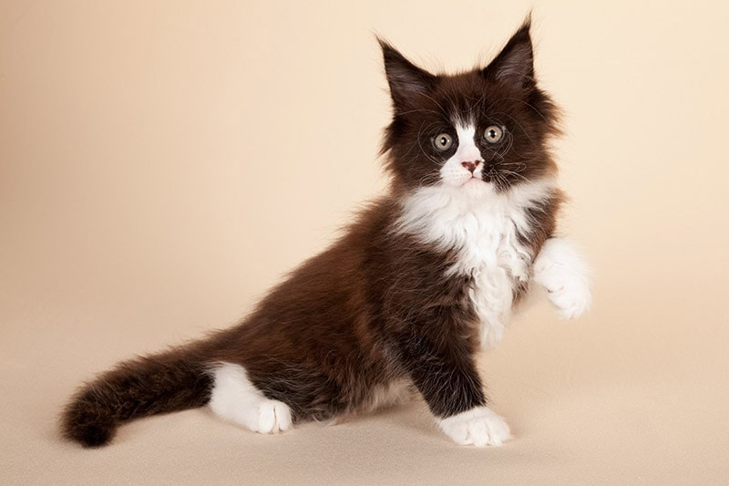 Tuxedo Maine Coon kitten on beige background