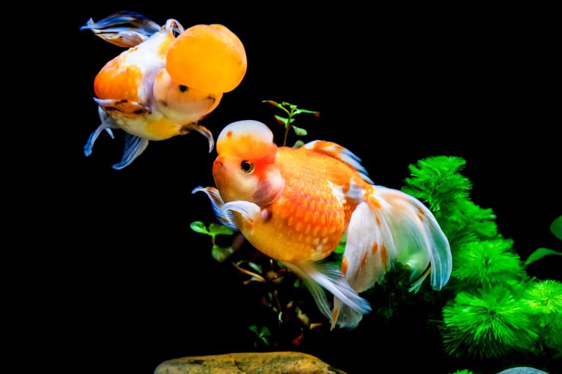 two Calico Crown Pearlscale goldfish inside the aquarium