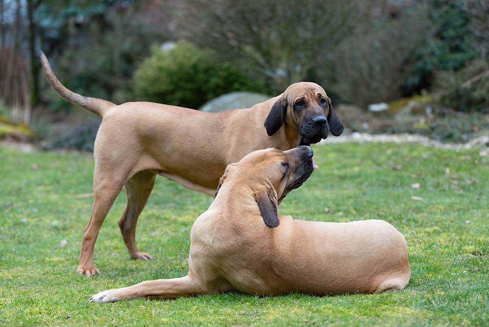 two Fila Brasileiro