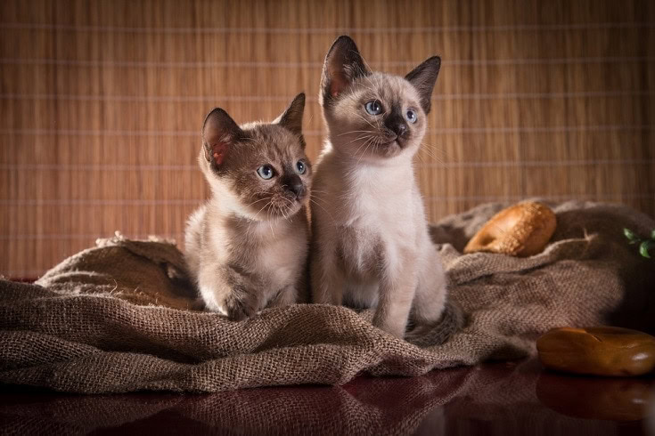 two Tonkinese kittens on a blanket
