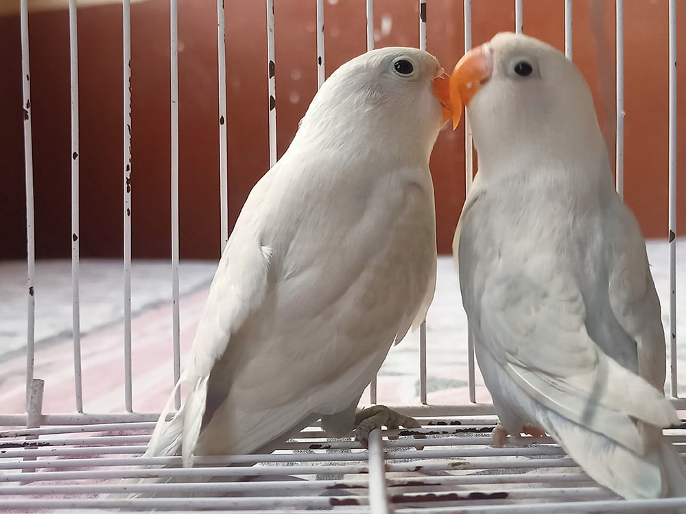 two albino budgie kissing