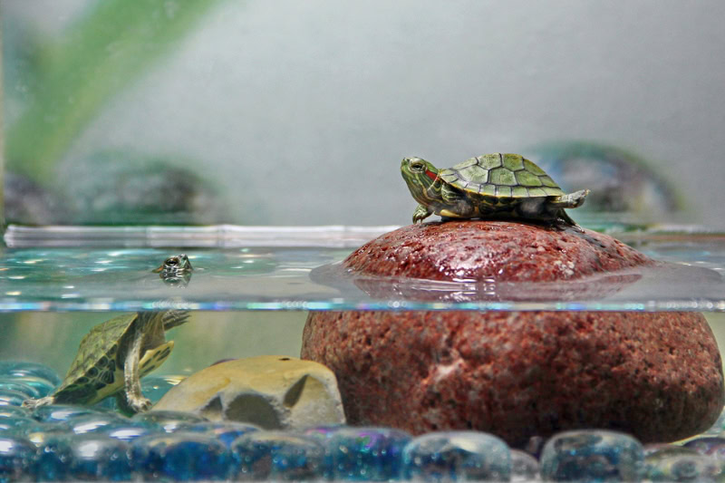 two baby turtles in aquarium