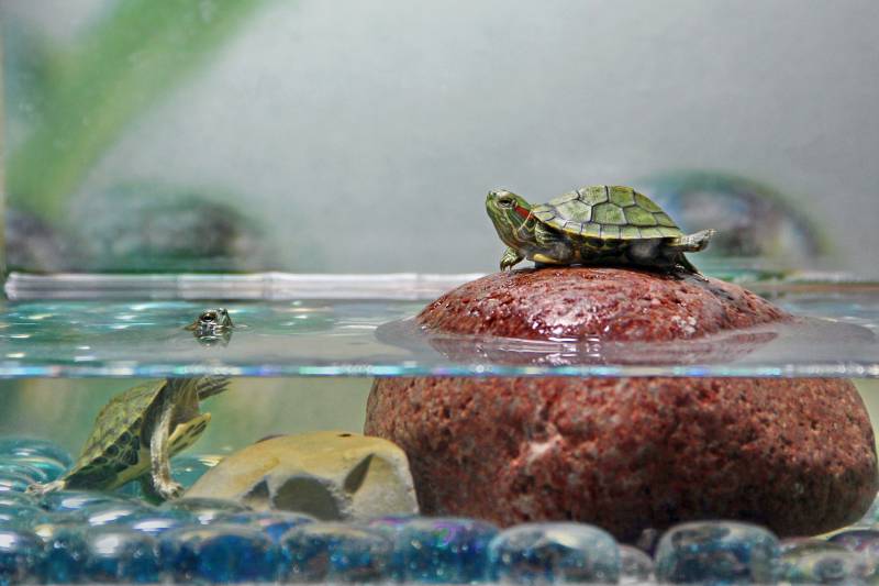 two baby water green turtles play in an aquarium on a rock