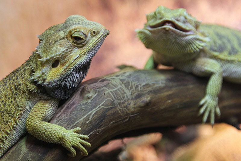 two bearded dragons
