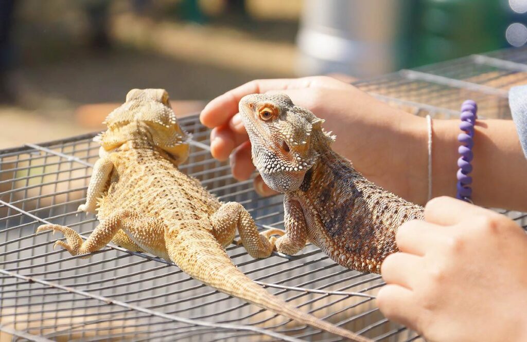 bearded dragons