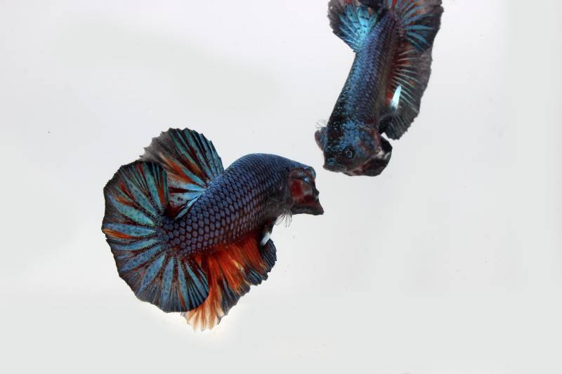 two betta fish flaring ready for fighting