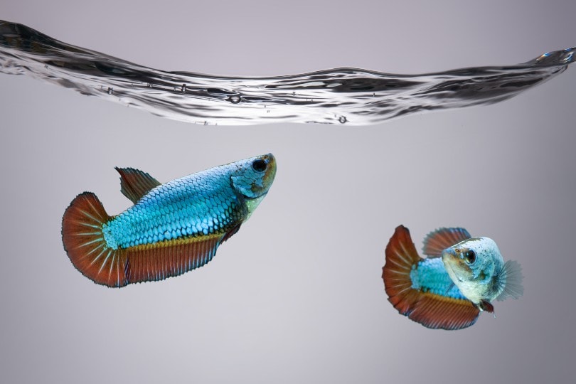 two blue female Betta fish