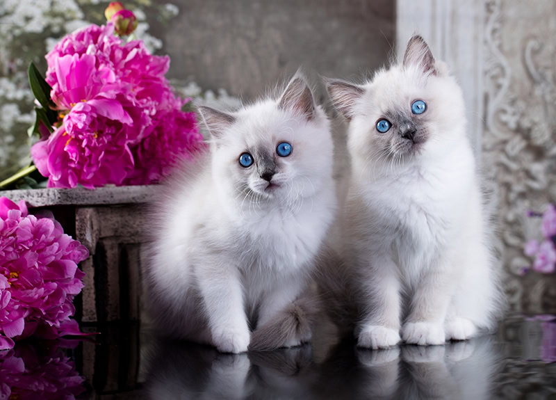two blue point Ragdoll kittens