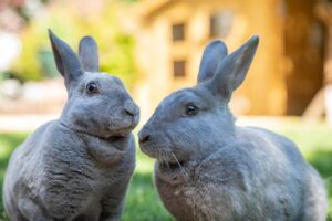 What Animals Attack Rabbits? 21 Different Predators (Vet-Reviewed ...