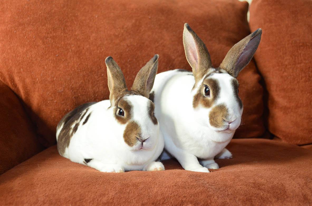 two broken rex rabbits