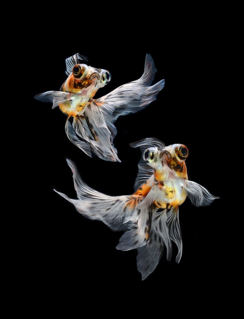 two calico butterfly goldfish