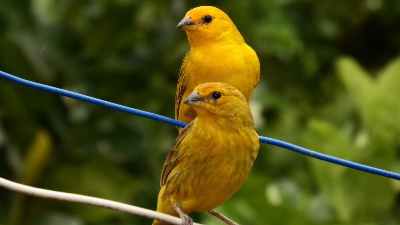 two canaries perching