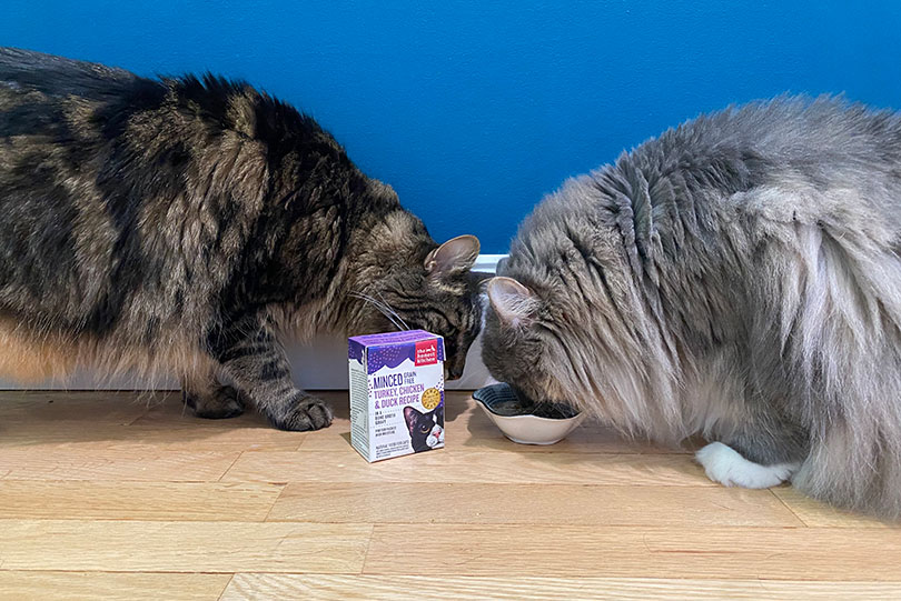 two cats eating the honest kitchen minced turkey, chicken and duck recipe