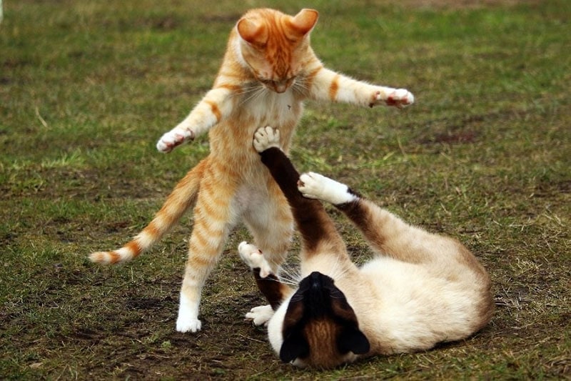 two cats fighting outside