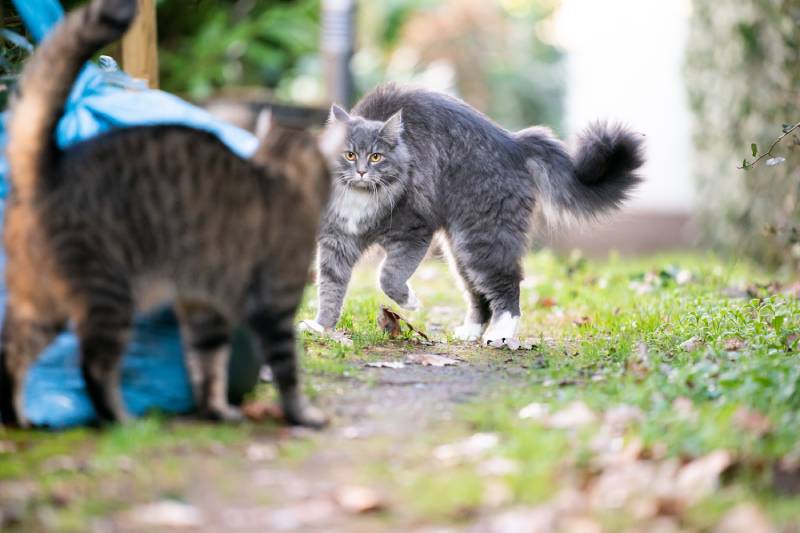 two cats meeting outdoors in the back yard looking at each other making arched back and fluffy tail