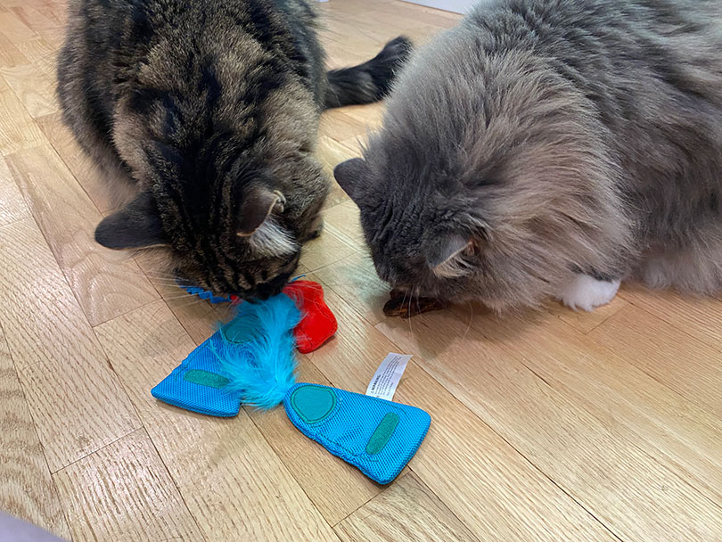 two cats playing meowbox toys