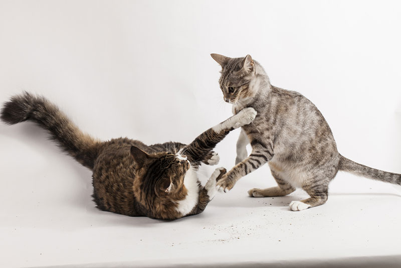 two cats playing