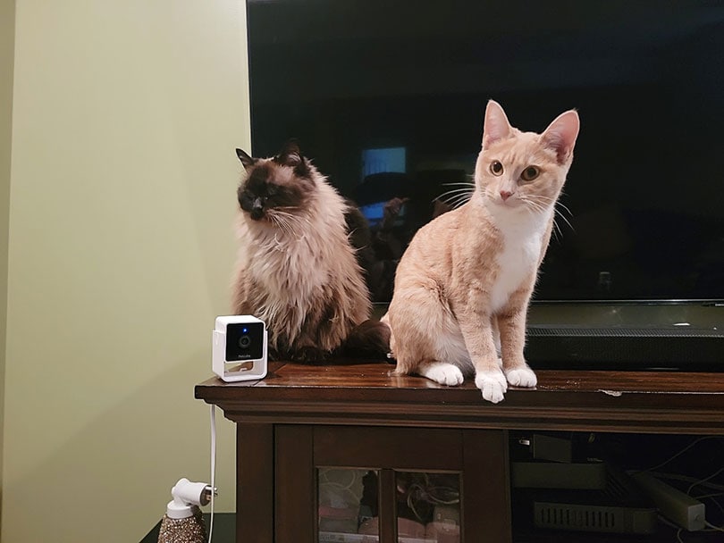 two cats sitting near the petcube cam
