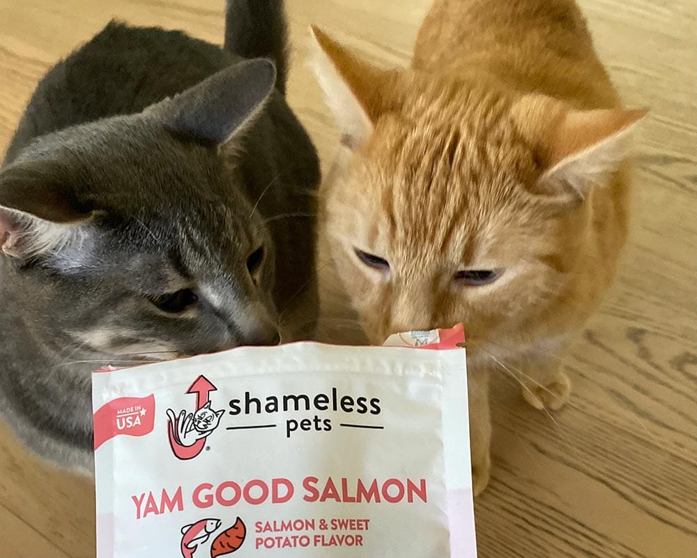 two cats sniffing shamless pets treat