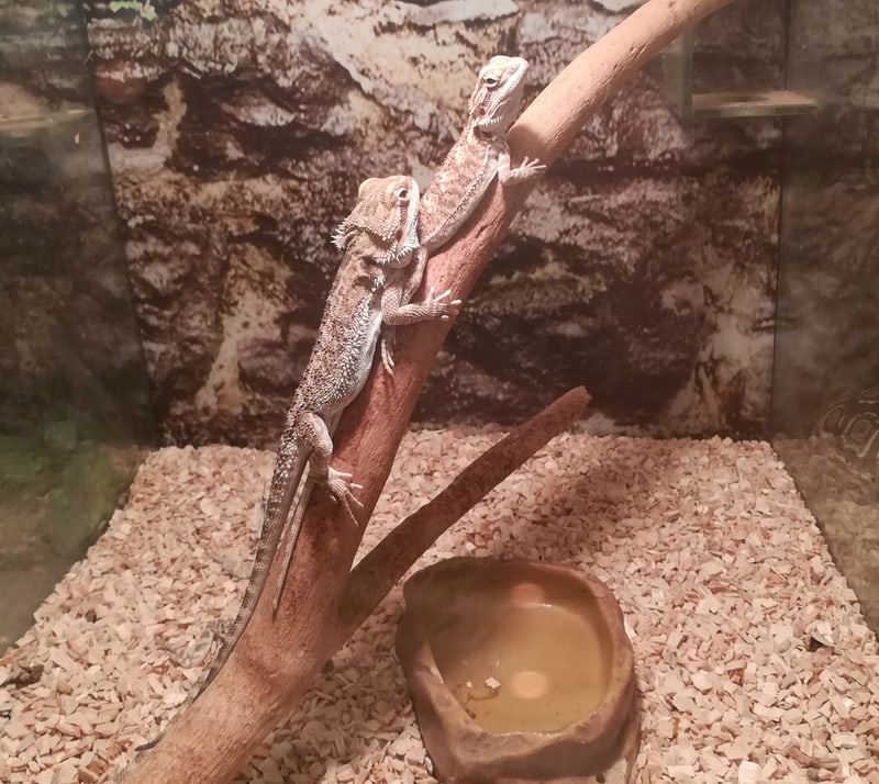 two central bearded dragon in terrrarium