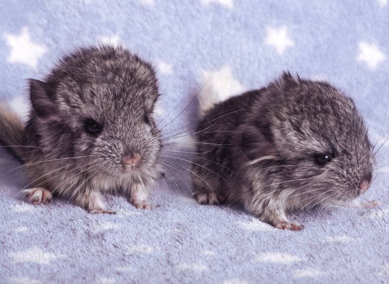 two chinchilla babies