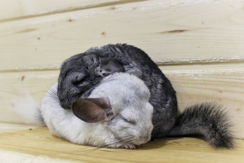 two chinchillas sleeping on a wooden board