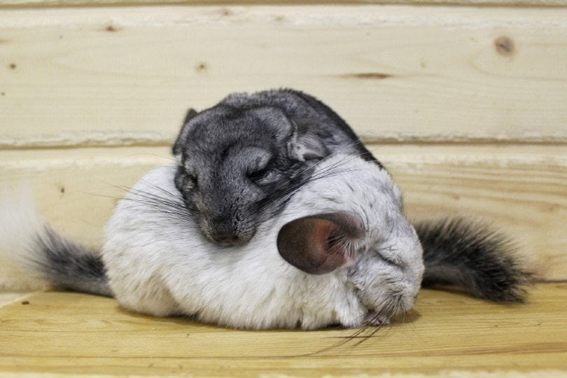 two chinchillas sleeping