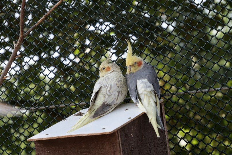 two cockatiels