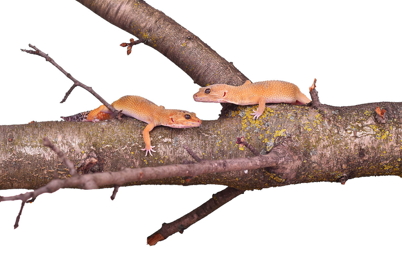 Two crested gecko on a branch