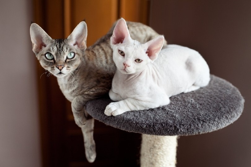 two devon rex on scratching tower