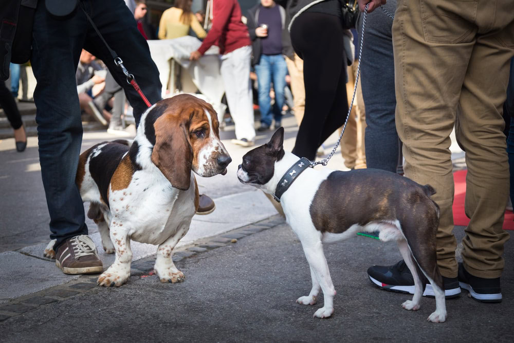 two dogs with leash