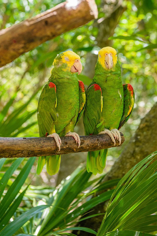 two double yellow-headed amazon parrots perched on the branch