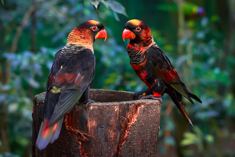 two dusky lory birds