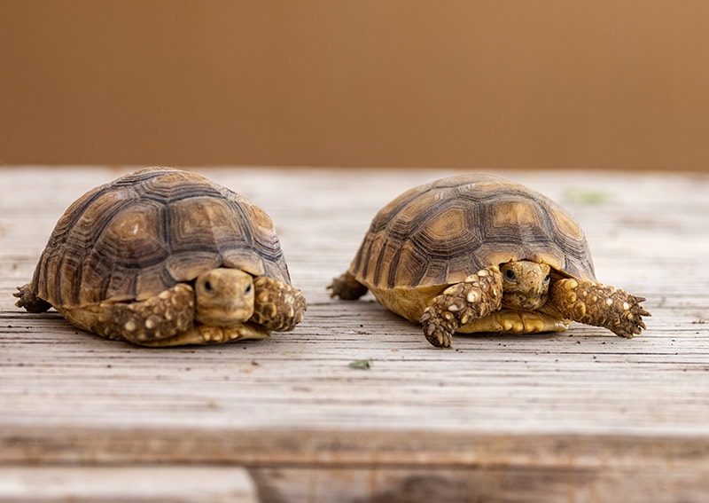 two Egyptian tortoises