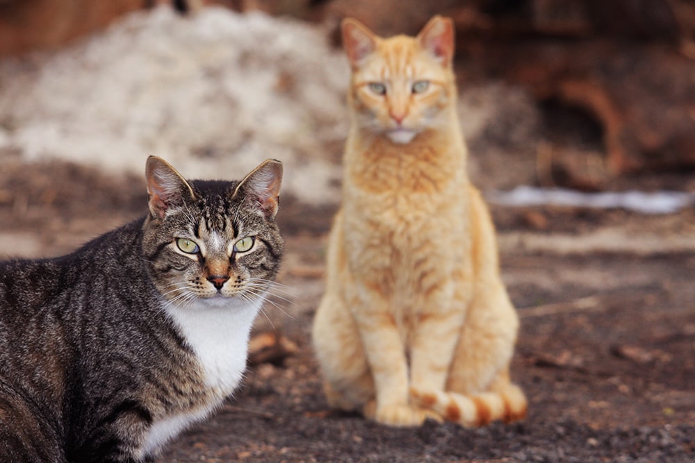 two feral cats