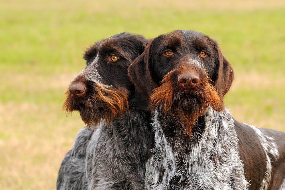 Two German Wirehaired Pointer close up