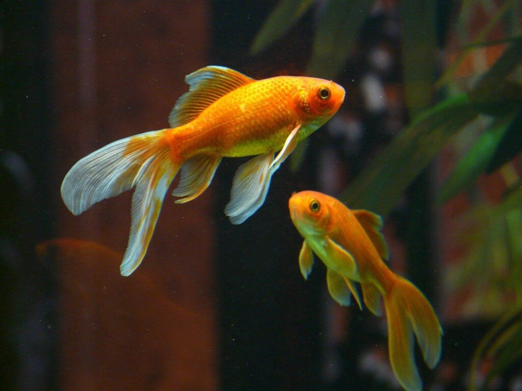 two goldfish veiltail