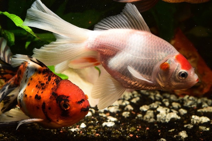 two goldfish with different color pigments