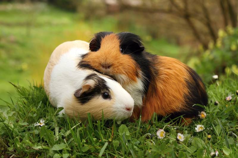 two guinea pigs outdoors