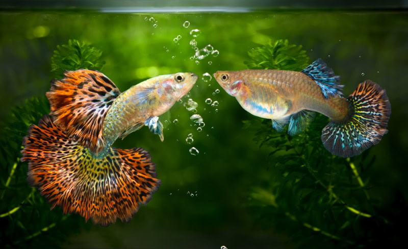 two guppies in aquarium