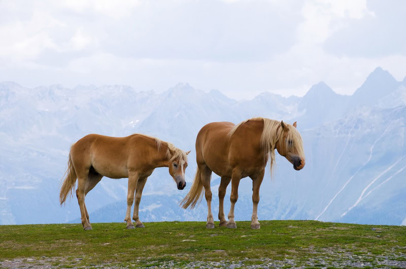 two haflinger horse in the mountain