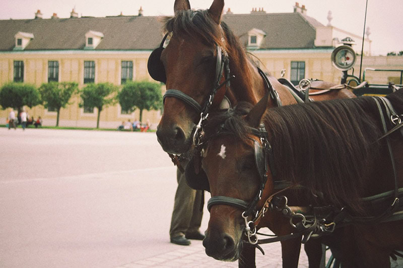 two white horses in the street