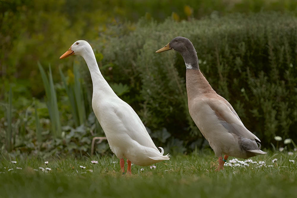 two Indian runner ducks